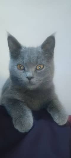 Russian Blue