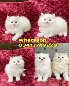 Persian| kittens | male | female | fancy Cat| Pair| baby Cat