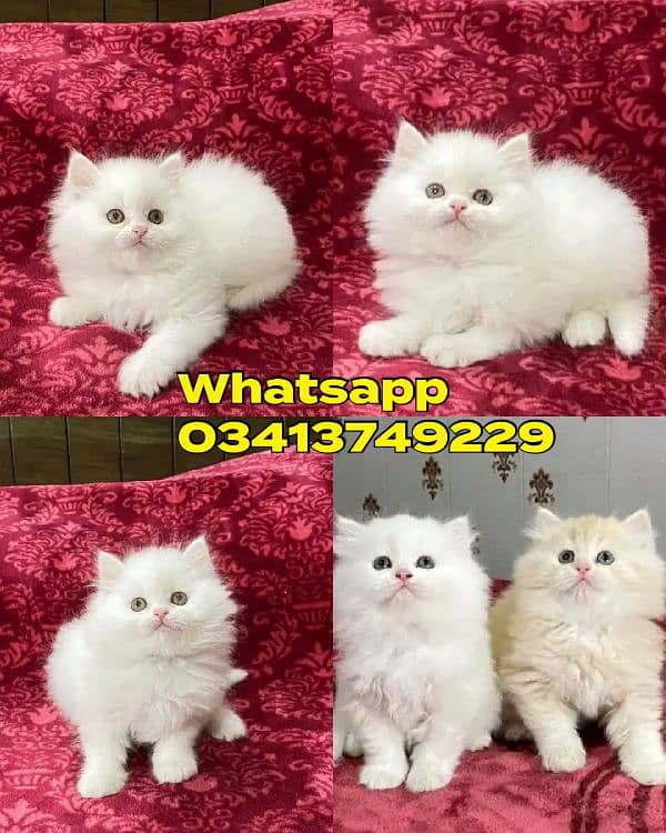 Persian| kittens | male | female | fancy Cat| Pair| baby Cat 0