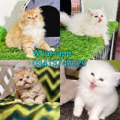 Persian| kittens | male | female | fancy Cat| Pair| baby Cat