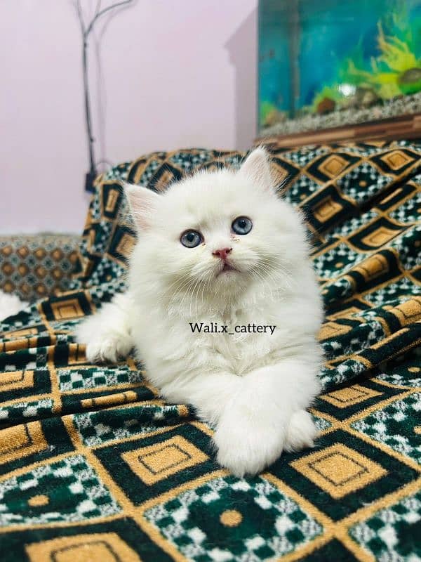 high quality kitten|Punch face Kittens|persian cat|cute|tripple|fluffy 2