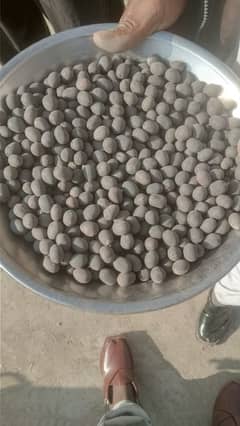 Lotus Seeds (Rs: 350 - 50 seeds) fresh crop