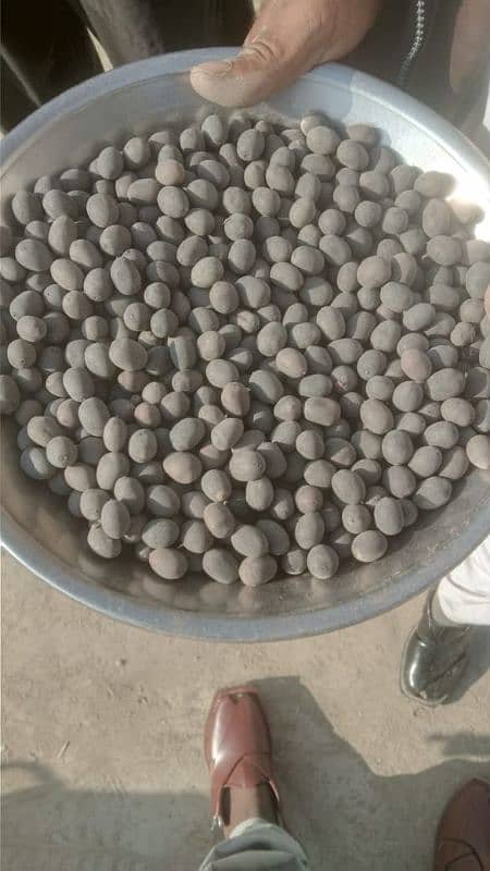 Lotus Seeds (Rs: 350 - 50 seeds) fresh crop 0