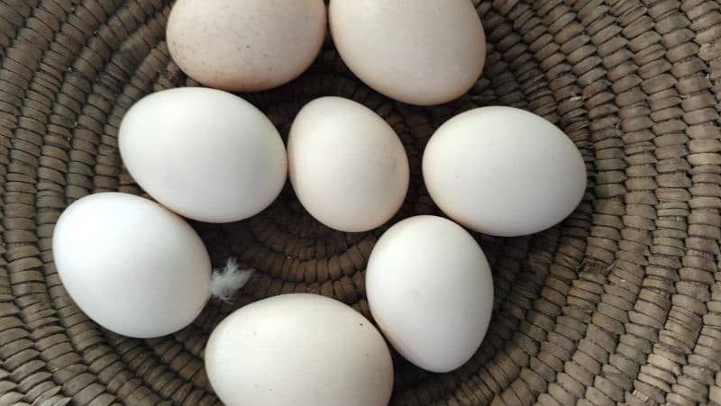 Heera white eggs sale 1