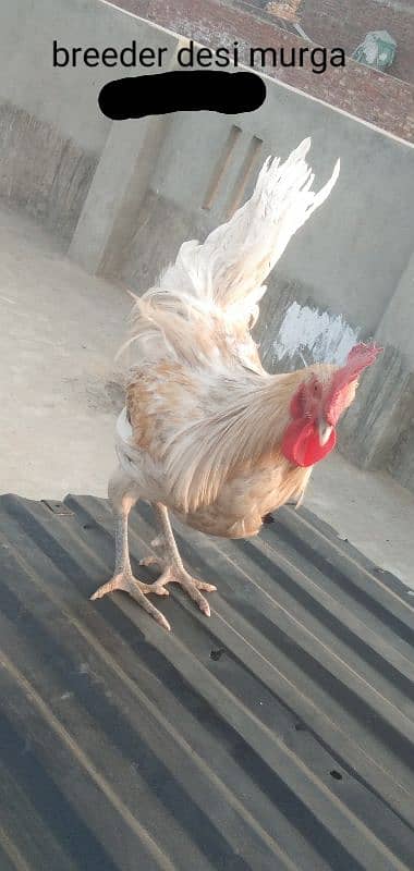 aseel chicks | Desi breeder murga 1