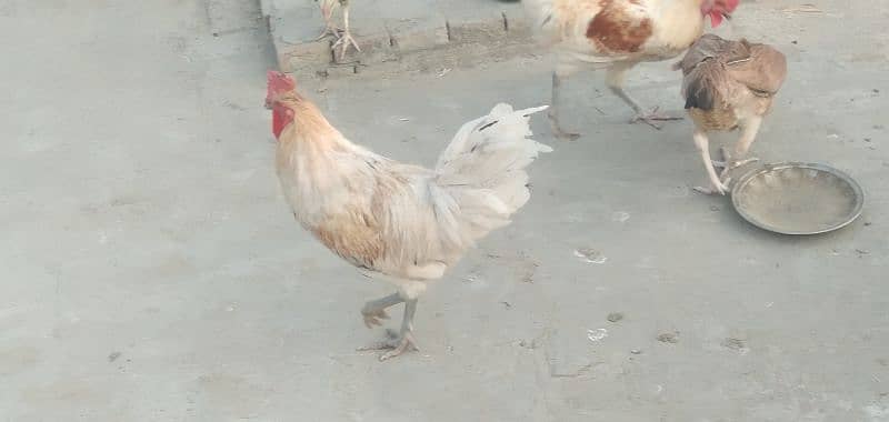 aseel chicks | Desi breeder murga 2