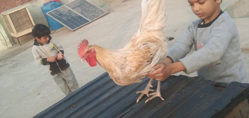 aseel chicks | Desi breeder murga 3