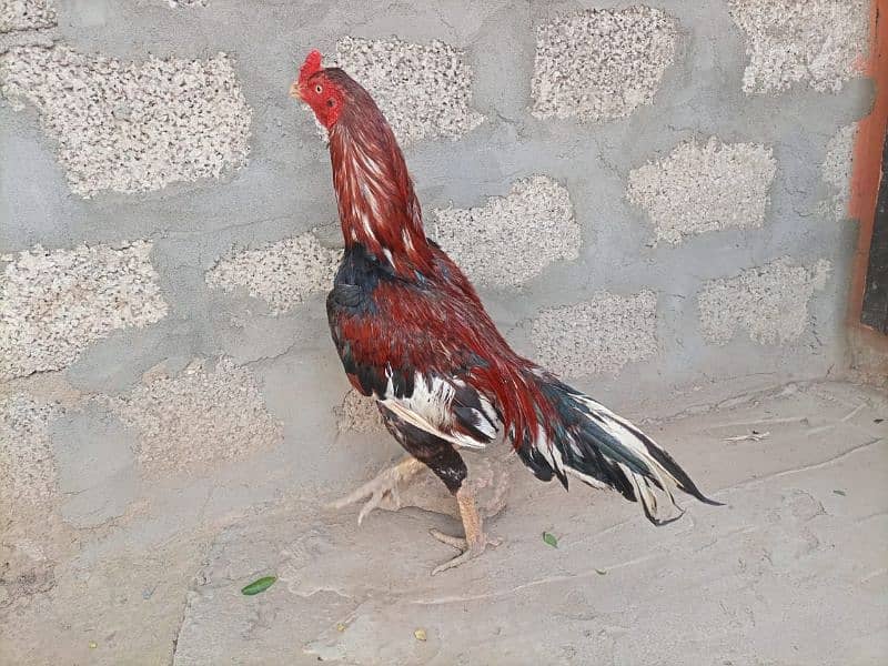 high quality braider one eyes male for sale 0