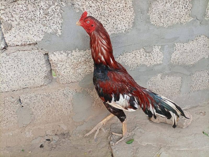 high quality braider one eyes male for sale 1