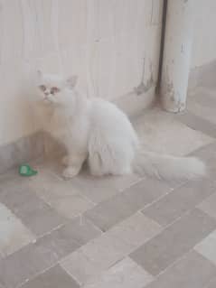 Persian male for sale