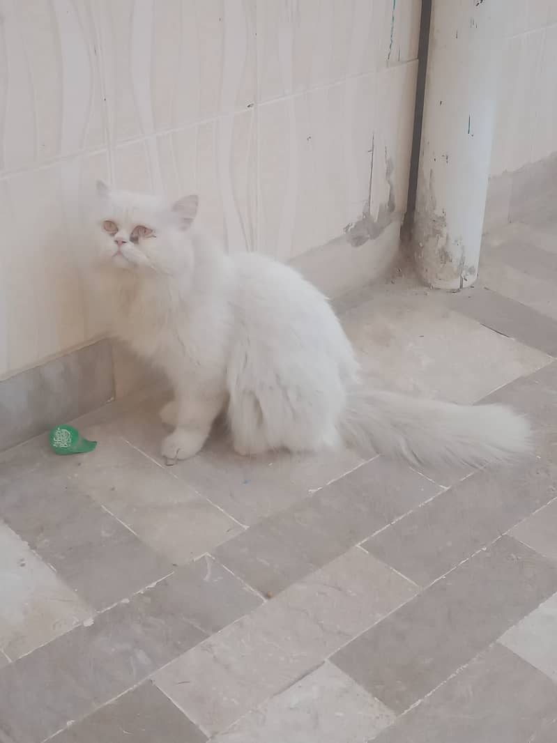 Persian male for sale 0