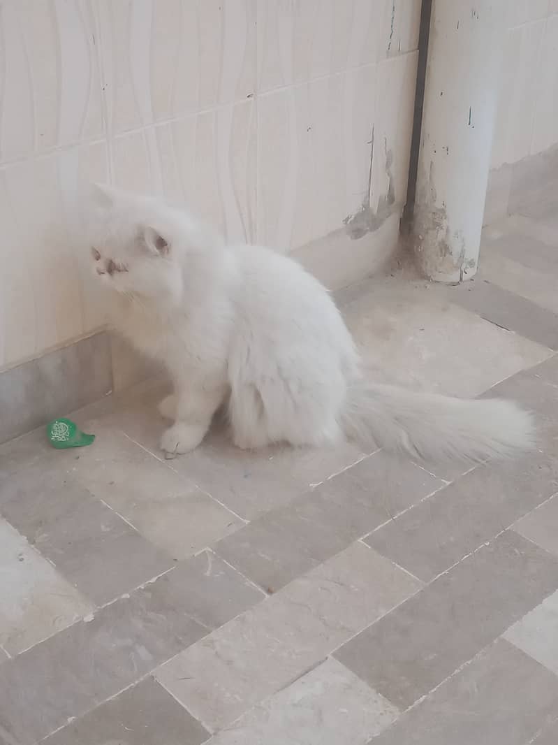 Persian male for sale 1