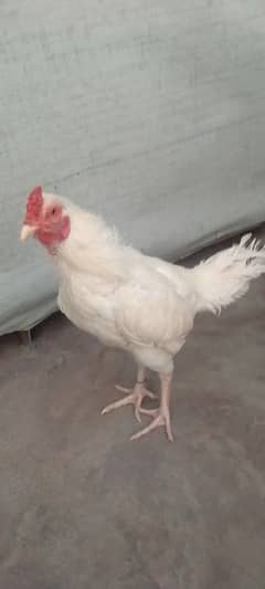 Heera patha for sale white nook nali ma ha contact 03235595957