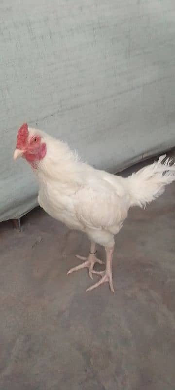 Heera patha for sale white nook nali ma ha contact 03235595957 0