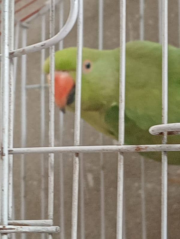 green parrot 0