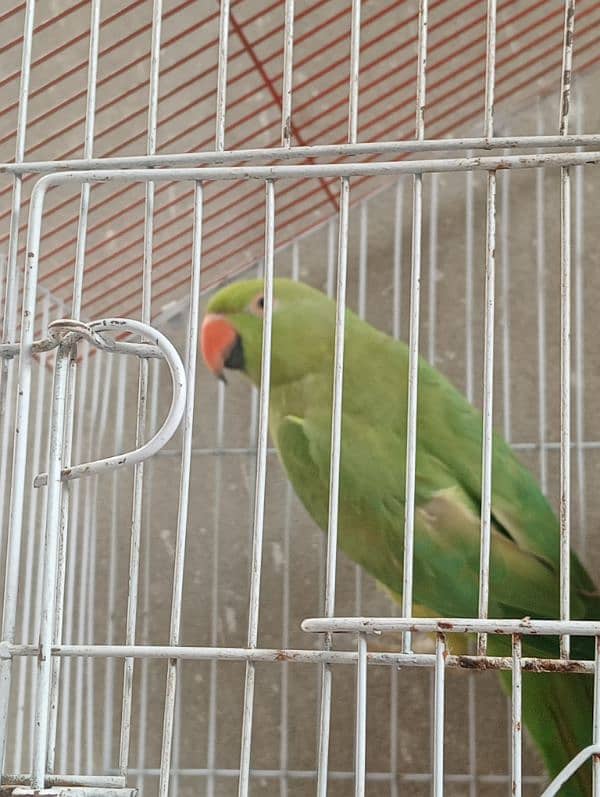 green parrot 1