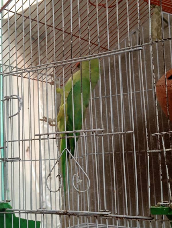 green parrot 2