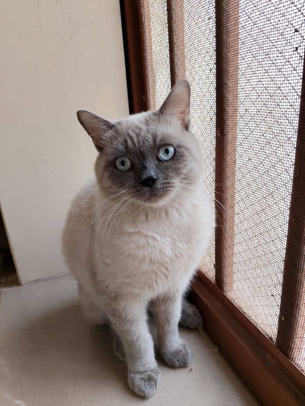 Urgent 1 year old male cat for sale 1