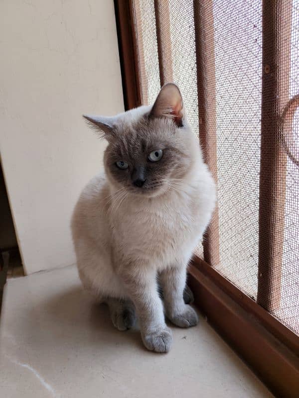 Urgent 1 year old male cat for sale 5