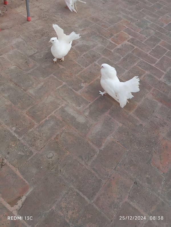 pair of Lukka pigeon 1