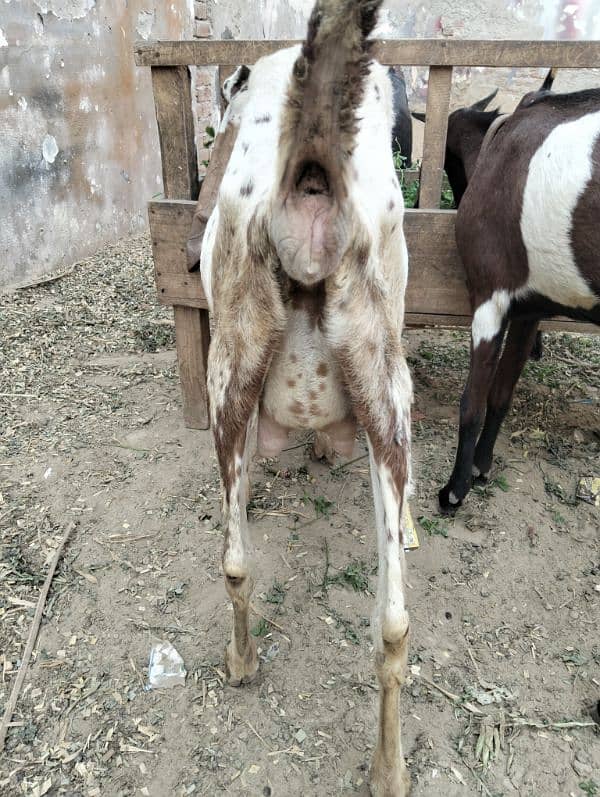 3 female 1 breeder male Ghar ka paly hoy 4