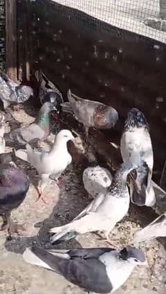 Pigeons for sale high flyer prwazi kabotar