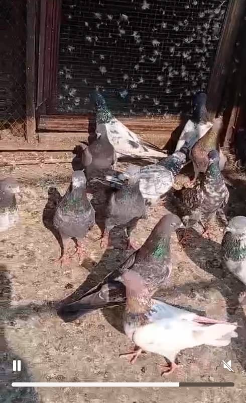 Pigeons for sale high flyer prwazi kabotar 1