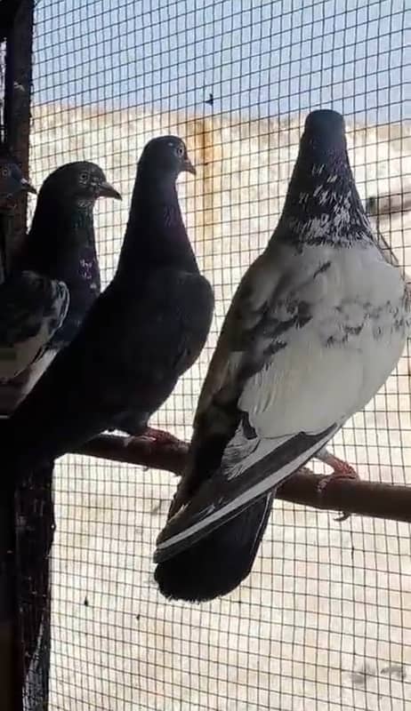 Pigeons for sale high flyer prwazi kabotar 3