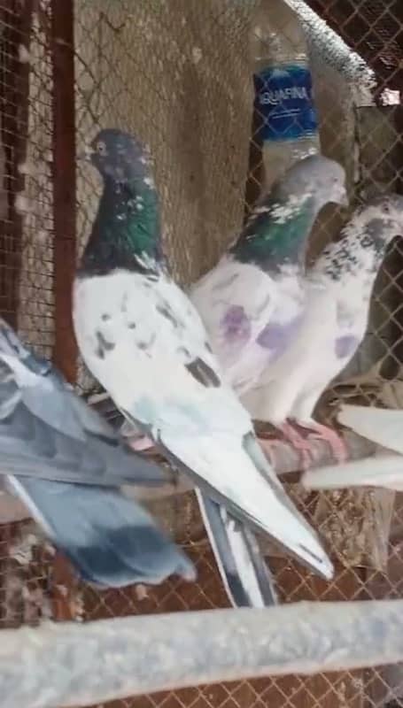 Pigeons for sale high flyer prwazi kabotar 4