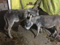 2 female donkey for sale