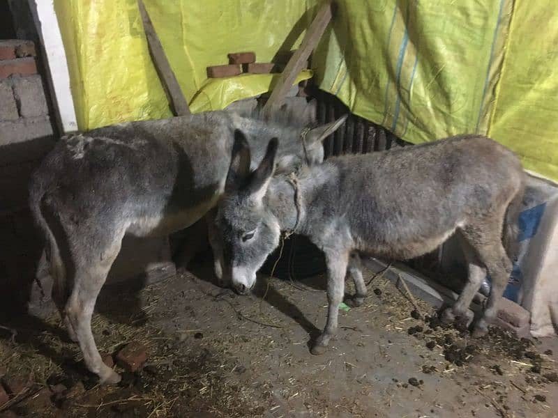 2 female donkey for sale 1