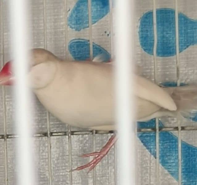 fawn java opal java silver java breeding pair 2