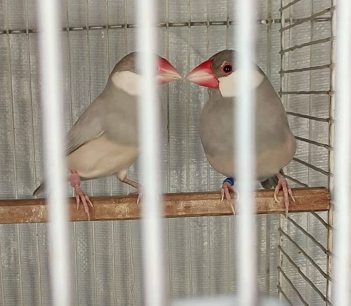 fawn java opal java silver java breeding pair 3