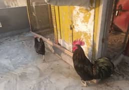 Australop | Austrolorp | Austrolop Egg Laying pair for sale