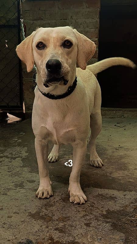 female Labrador 0