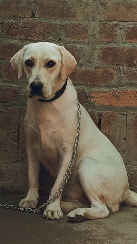 female Labrador 1