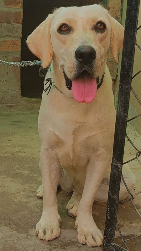 female Labrador 2