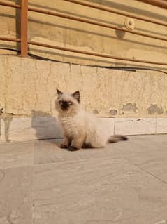 himalayan kitten