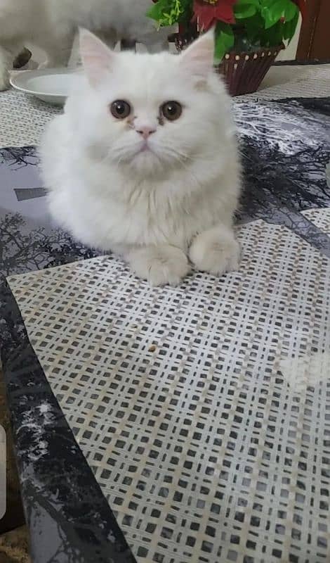 Persian kittens triple Coated Punch Face Kittens for sale 0