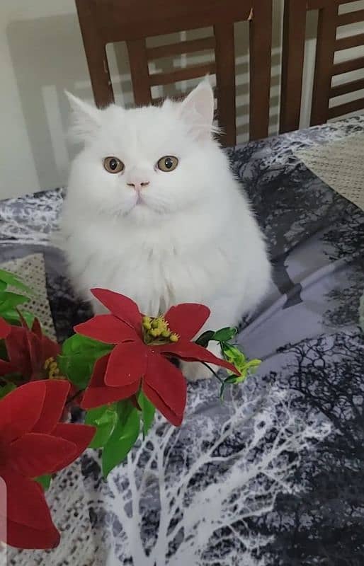 Persian kittens triple Coated Punch Face Kittens for sale 1