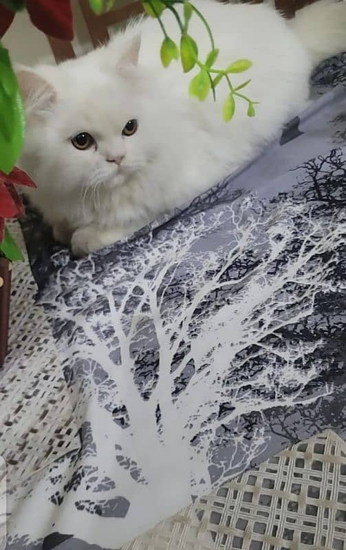 Persian kittens triple Coated Punch Face Kittens for sale 2