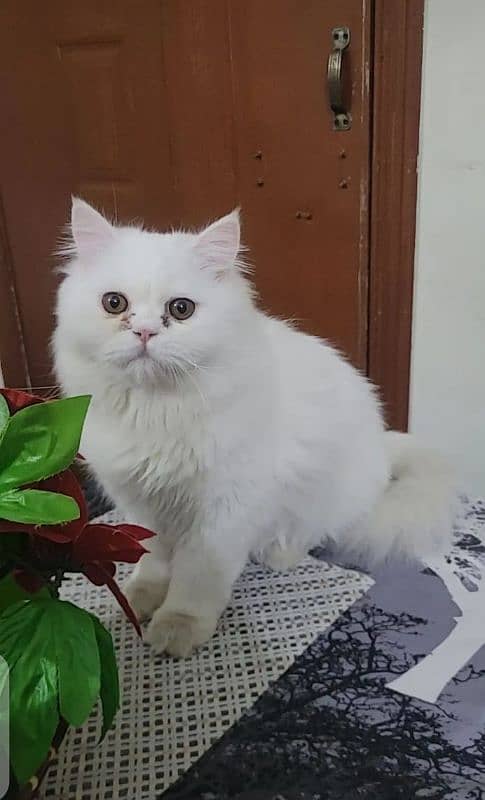 Persian kittens triple Coated Punch Face Kittens for sale 3