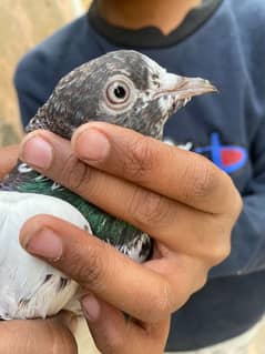 Pigeon Pair