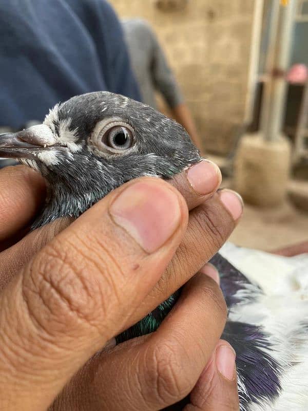 Pigeon Pair 4