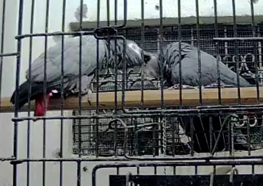 Grey Parrot Tamed Talking & Breeder 0