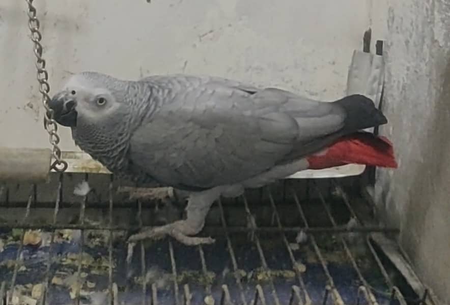 Grey Parrot Tamed Talking & Breeder 2