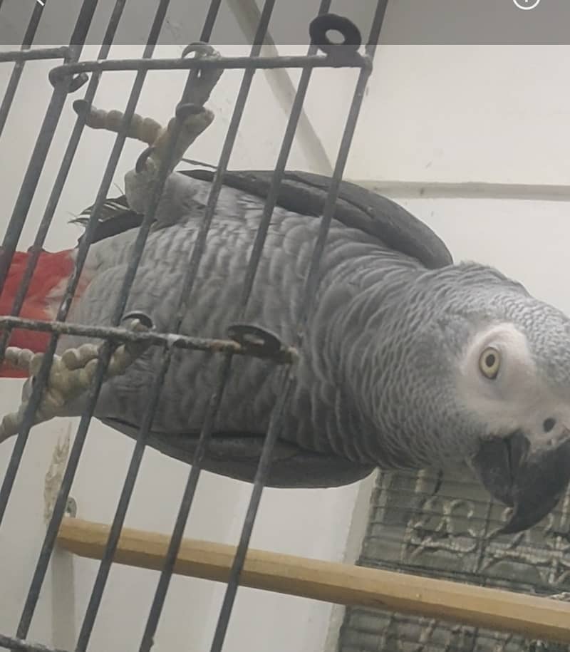 Grey Parrot Tamed Talking & Breeder 3