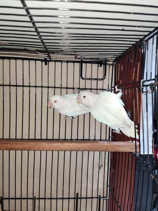 love bird / albino / black eye female with red eye male 0