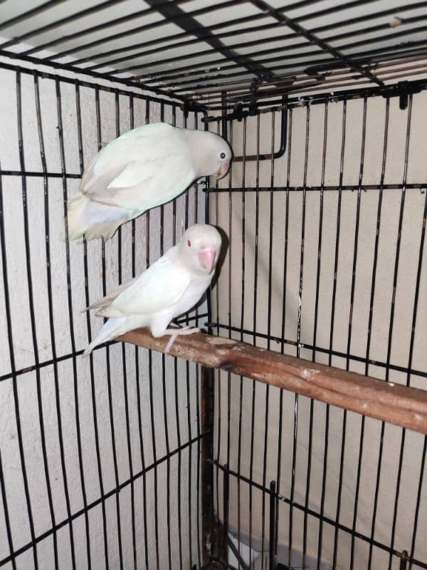 love bird / albino / black eye female with red eye male 1