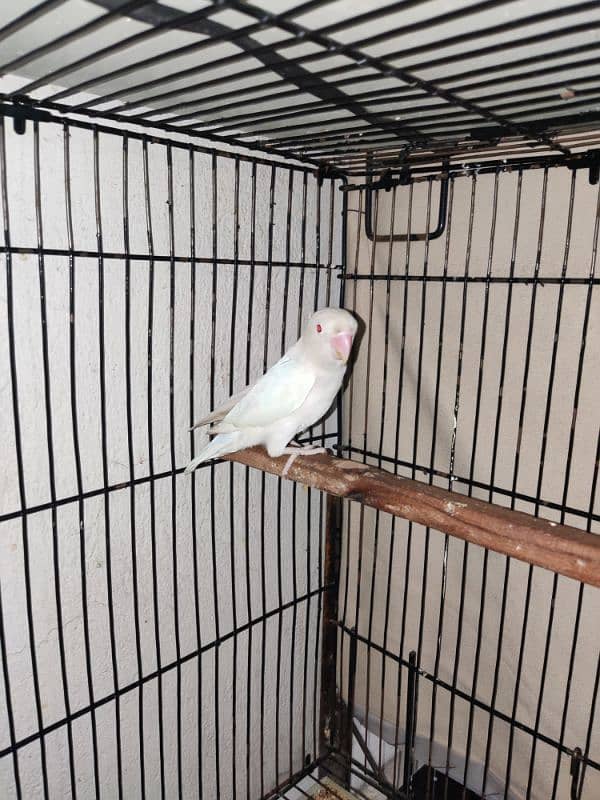 love bird / albino / black eye female with red eye male 2